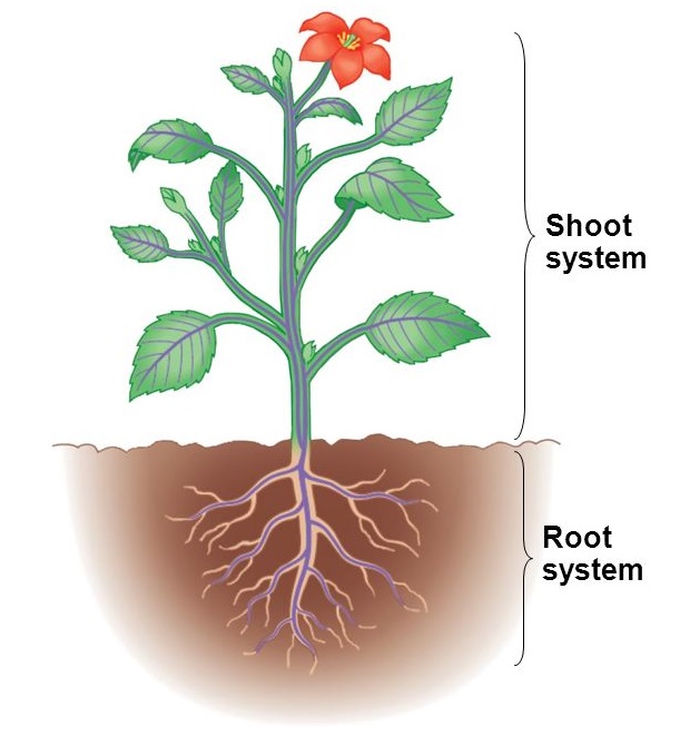 Difference between Root System and Shoot System - Tutorix