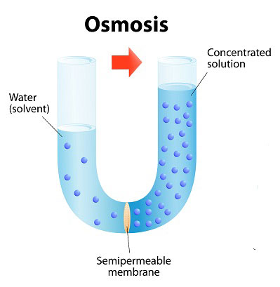 Define osmosis What factors influence osmosis - Tutorix