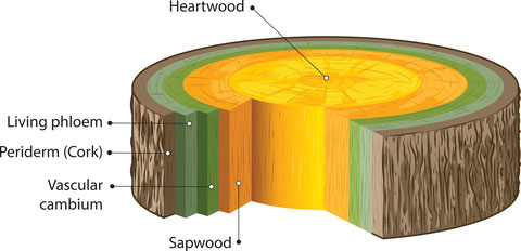 What is the meaning of Cambium and where it is fou - Tutorix