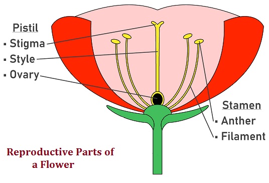 describe-female-and-male-gametes-in-flower-tutorix