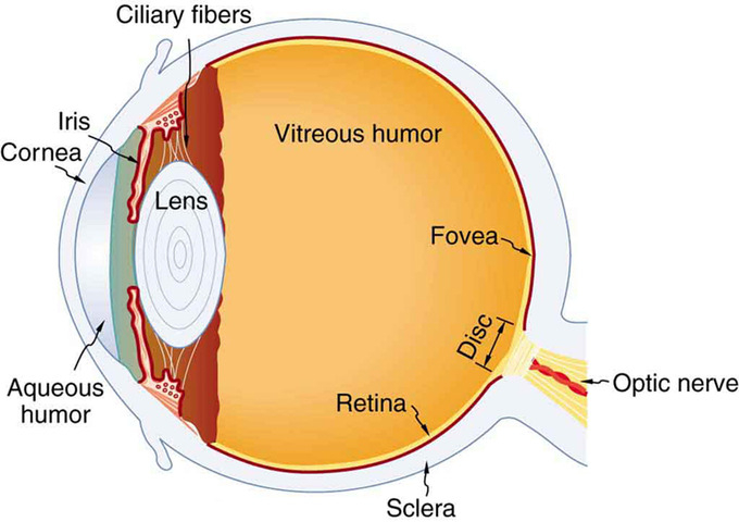 what-is-human-eye-tutorix