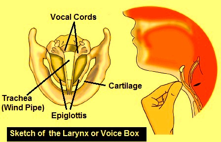 Sketch Larynx and Explain Its Function in Your Own Words  Science   Shaalaacom
