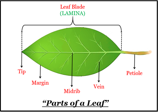 what-is-petiole-tutorix