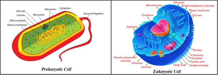 which-organisms-are-called-primitive-and-how-are-t-tutorix