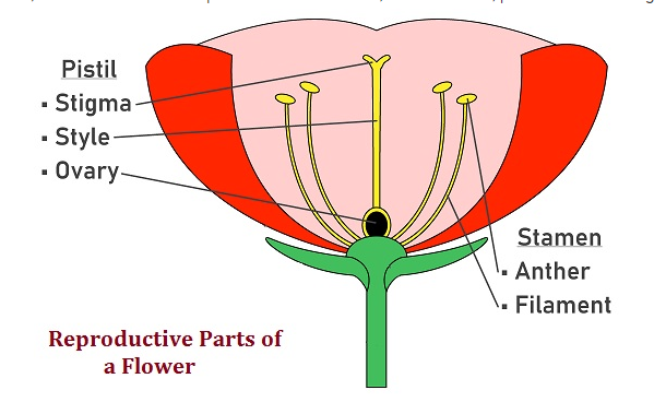 what-is-pistil-in-flower-tutorix