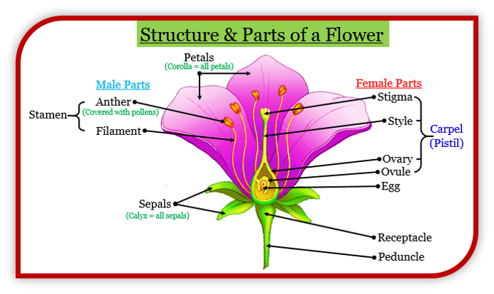 Mention male and female part of a plant - Tutorix