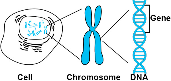 Draw a well labeled diagram of animal cells and me - Tutorix