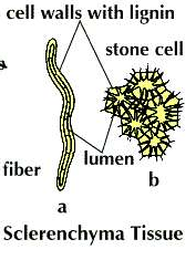 Define and explain sclerenchyma tissues - Tutorix