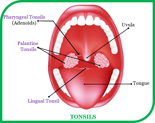 Explain The Term Tonsils - Tutorix