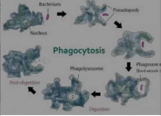 explain-the-process-of-nutrition-in-amoeba-tutorix