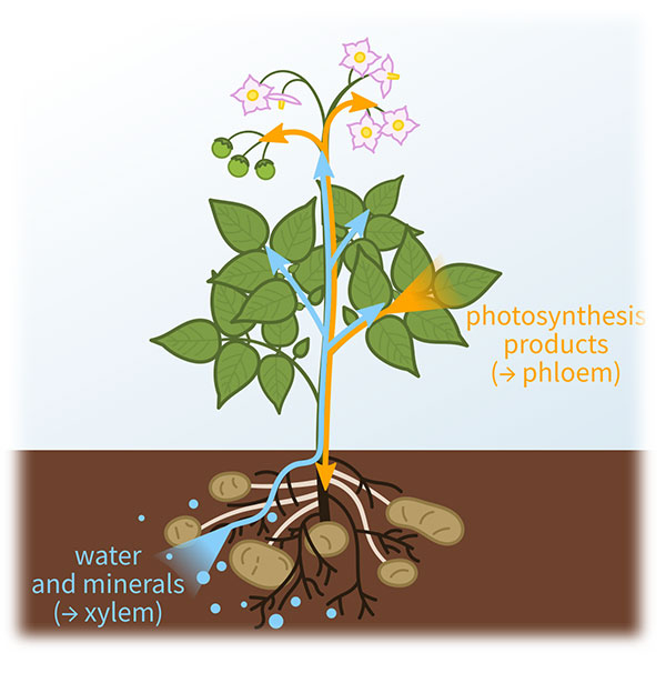 phloem and xylem in plants