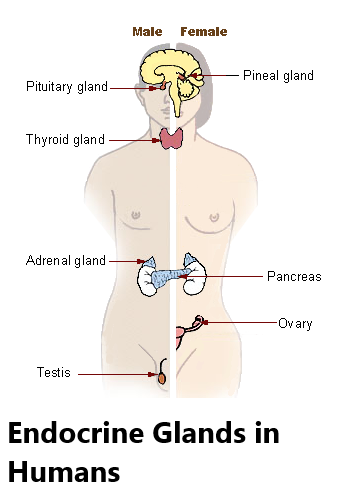 hormones secreted by adrenal gland