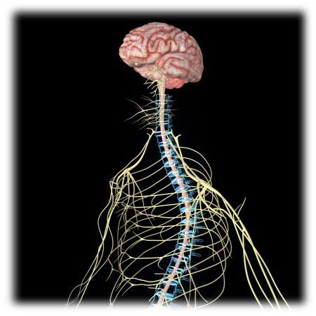 Brain and Spinal cord are two vital organs of our - Tutorix