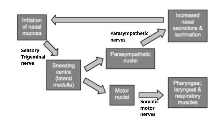 define-reflex-arc-draw-a-flow-chart-showing-the-se-tutorix