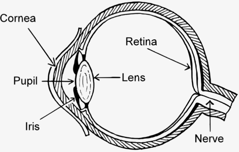 State the function of iris and pupil in human eye - Tutorix