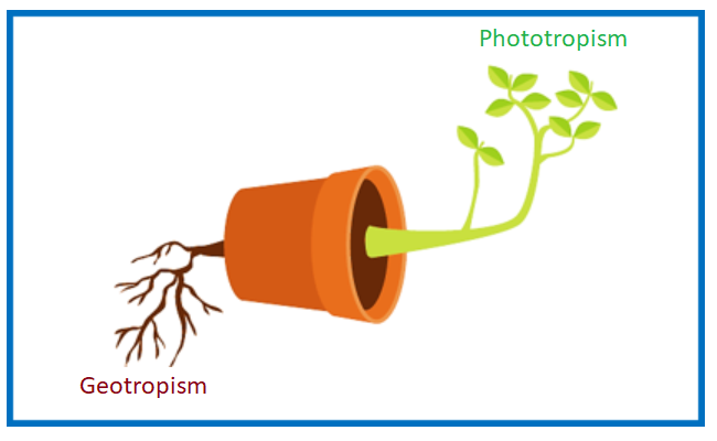 Положительный фототропизм. Geotropism. Гидротропизм рисунок. Positive Geotropism. Geotropism СГ ПКШГ.