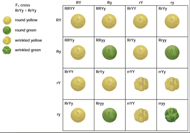 How Do Mendel S Experiment Show That Traits Are In Tutorix