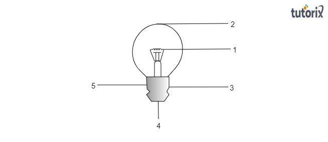 The figure shows a bulb with its different parts m - Tutorix