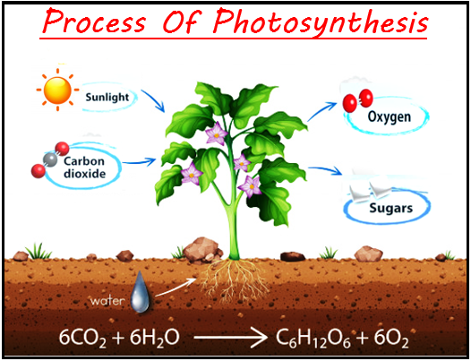 a-name-the-raw-materials-required-for-photosynthes-tutorix