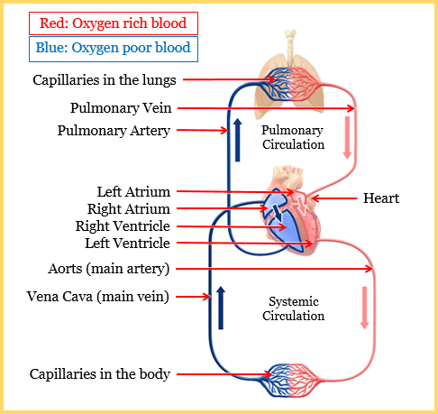 Describe the working of human blood circulatory sy - Tutorix