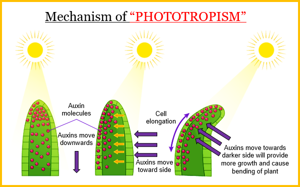 A Define Phototropism Give One Example Of Phototro - Tutorix