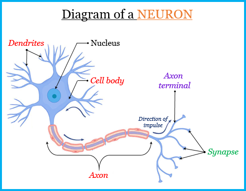 A sketch of a neuron and its style of interconnections Axons may be as   Download Scientific Diagram