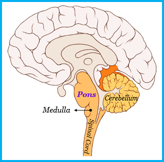 Cerebellum medulla and pons are the parts of a mid - Tutorix