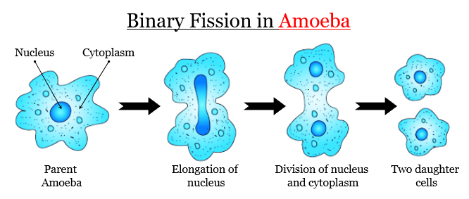 binary fission example ameoba