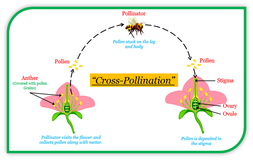 a Explain the terms self pollination and cross pol Tutorix