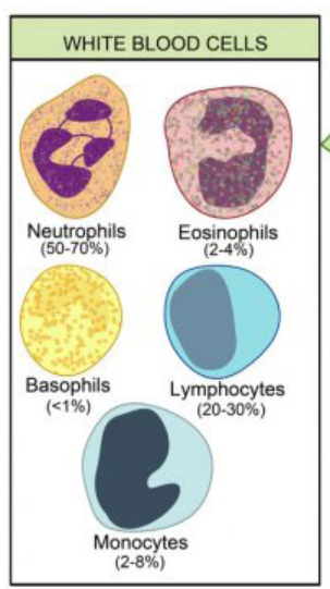 Which of the following cells is of irregular shape - Tutorix