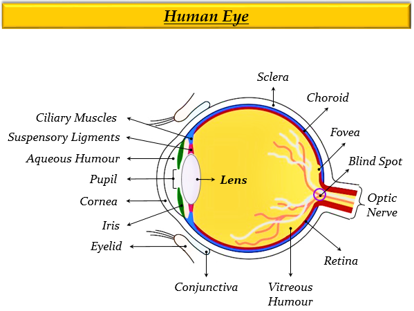 What kind of lens is present in the human eye - Tutorix