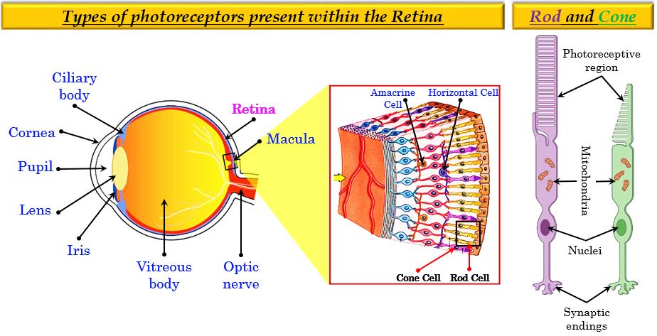 displaycal profile type retina