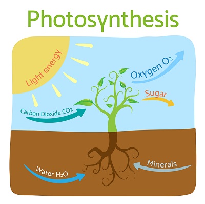 How plants eat the food - Tutorix