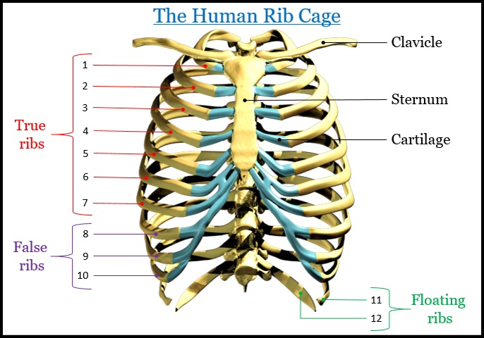 How Many Ribs Do We Have Tutorix