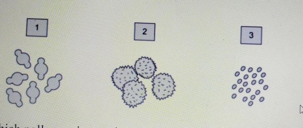 the-diagram-shows-3-different-species-of-pollen-gr-tutorix