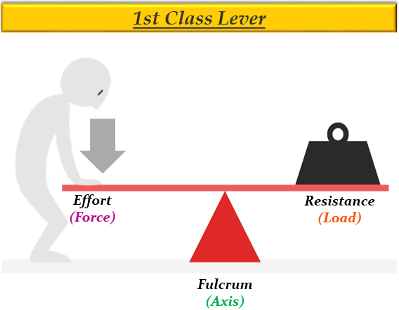 what-is-first-class-lever-tutorix