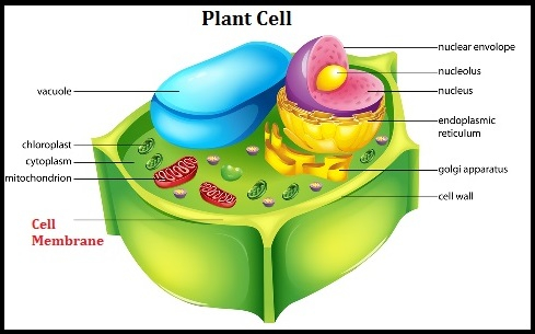 Give the diagram of a plant cell - Tutorix