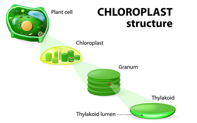 What Is A Green Pigment - Tutorix