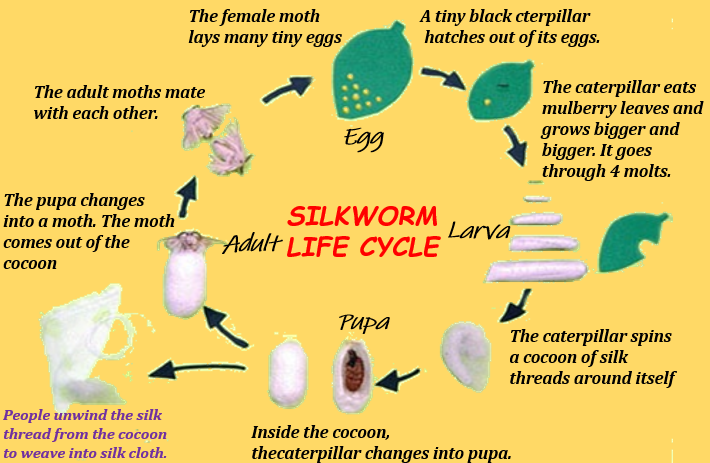 How Is A Lifecycle Of Silkworm - Tutorix