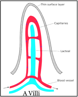 What are villi What is their location and function - Tutorix