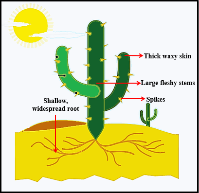 cactus root tutorix doubts absorbs shallow