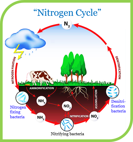 What is Nitrogen Cycle - Tutorix