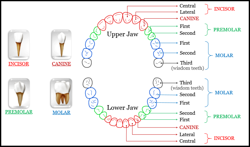 The Teeth Of The Second Set That Replace The Milk - Tutorix