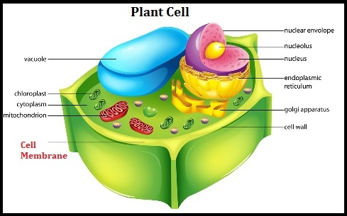 What is Cell Wall - Tutorix